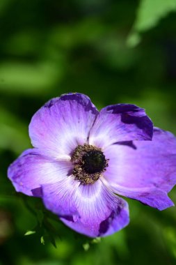 Bahçedeki güzel mor çiçekler