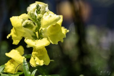 Bahçedeki güzel sarı çiçekler