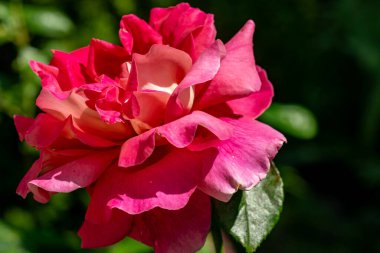 Bahçede güzel gül çiçeği yakın 