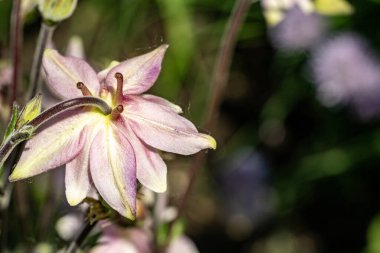 Bahçedeki pembe çiçekleri kapat.