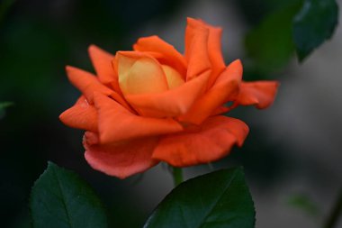 Bahçede güzel gül çiçeği yakın 