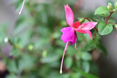 Yaz bahçesinde büyüyen harika pembe çiçekler.