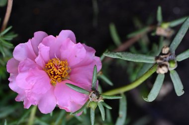 Yaz bahçesinde büyüyen harika pembe çiçekler.