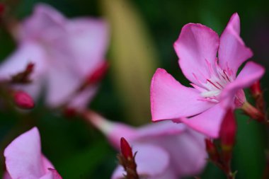 Yaz bahçesinde büyüyen harika pembe çiçekler.