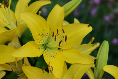 güzel sarı zambak çiçekler