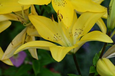 güzel sarı zambak çiçekler