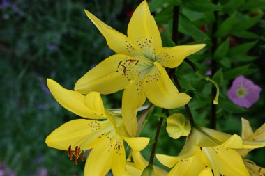 Bahçedeki zambak çiçeğinin yakın görüntüsü