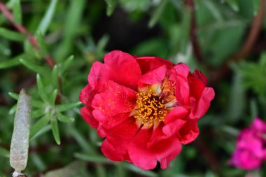 Yaz bahçesinde büyüyen harika pembe çiçekler.