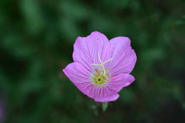 güzel pembe hibiscus Bahçe 