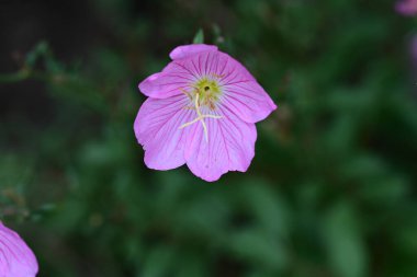 güzel pembe hibiscus Bahçe 