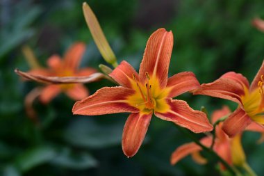 Bahçedeki güzel kırmızı zambak çiçekleri