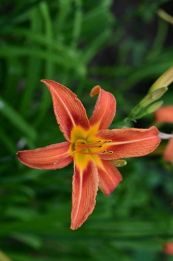 Bahçedeki güzel kırmızı zambak çiçekleri