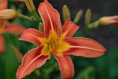 Bahçedeki güzel kırmızı zambak çiçekleri