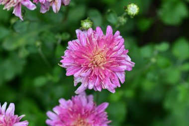 Yaz bahçesinde büyüyen harika pembe çiçekler.