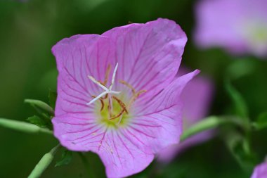 güzel pembe hibiscus Bahçe 