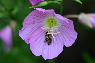 güzel pembe hibiscus Bahçe 