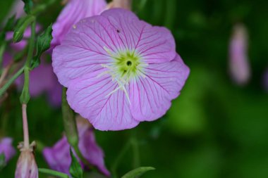 güzel pembe hibiscus Bahçe 