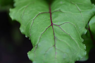 Taze pancar yapraklarının yakın görüntüsü