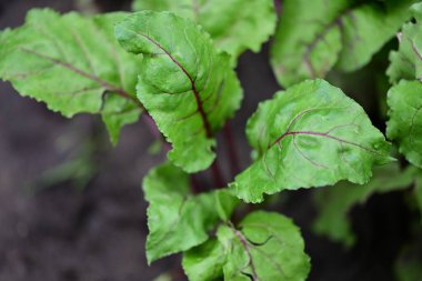 Taze pancar yapraklarının yakın görüntüsü