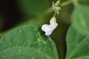Bahçedeki güzel beyaz çiçekler