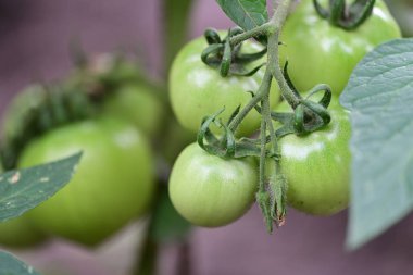 Ağaçtaki yeşil domatesler 