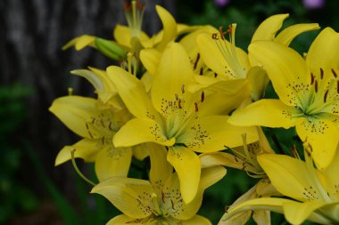 Sarı zambaklar bahçede