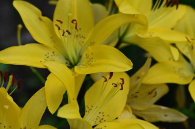 Sarı zambaklar bahçede
