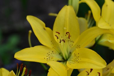 Sarı zambaklar bahçede