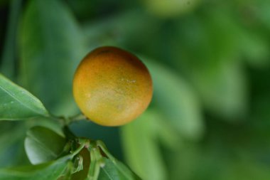 yeşil yapraklı portakal meyvesi 