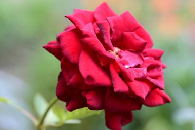 Bahçede güzel gül çiçeği yakın 