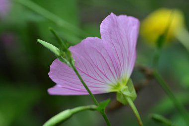 güzel pembe hibiscus Bahçe 