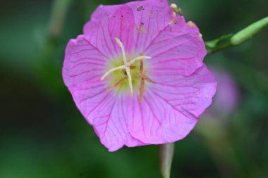 güzel pembe hibiscus Bahçe 