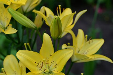 Bahçedeki sarı zambak çiçekleri, yaklaşın 
