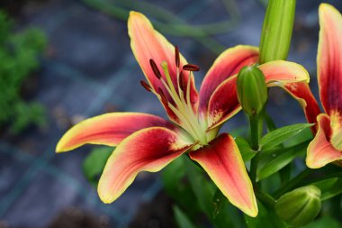 Kırmızı zambak çiçeklerini kapatın. 