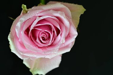 Siyah arkaplanda su damlaları olan güzel bir gül, yakın plan. 