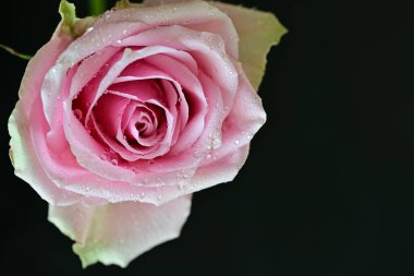 Siyah arkaplanda su damlaları olan güzel bir gül, yakın plan. 