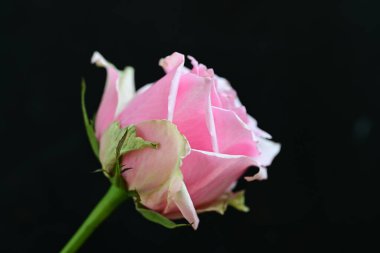 Siyah arkaplanda su damlaları olan güzel bir gül, yakın plan. 