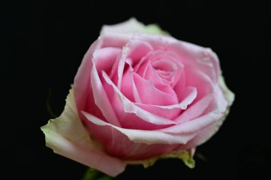 Siyah arkaplanda su damlaları olan güzel bir gül, yakın plan. 