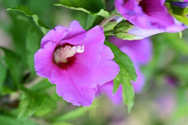 güzel pembe hibiscus Bahçe 