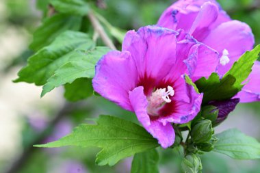 güzel pembe hibiscus Bahçe 