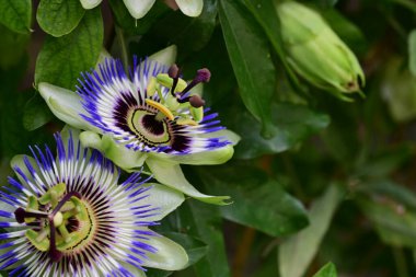 bahçede mor tutku çiçek 