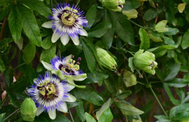 bahçede mor tutku çiçek 