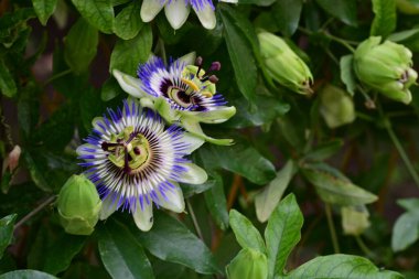 bahçede mor tutku çiçek 