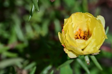 güzel sarı çiçekler bahçede büyüyen