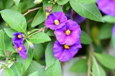 Güneşli yaz gününde bahçede büyüyen güzel çiçekler.