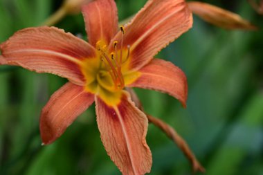 Bahçede turuncu zambak 