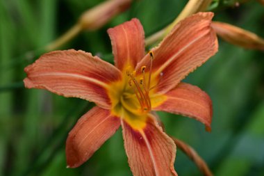 Bahçede turuncu zambak 