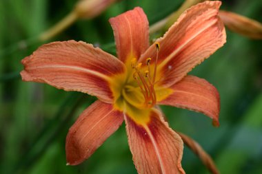 Bahçede turuncu zambak 