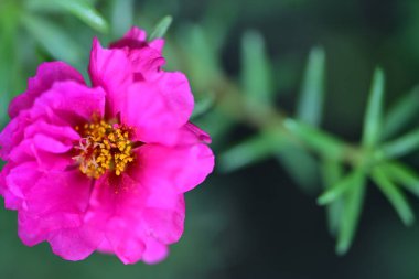 Yaz bahçesinde büyüyen harika pembe çiçekler.