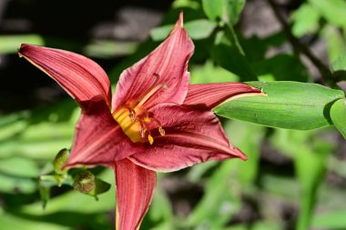 Bahçedeki zambak çiçeğinin yakın görüntüsü